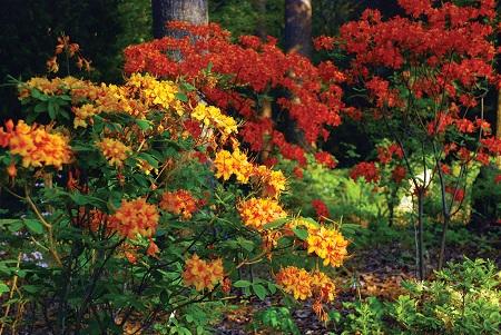 Azaleas Azaleas