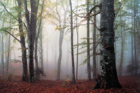 beech trees Beech trees