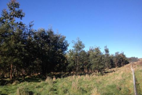 blue gum, Tasmanian Arboretum