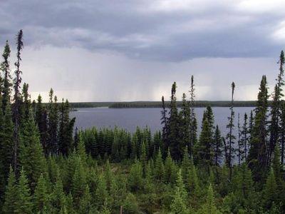 Boreal forest Boreal forest