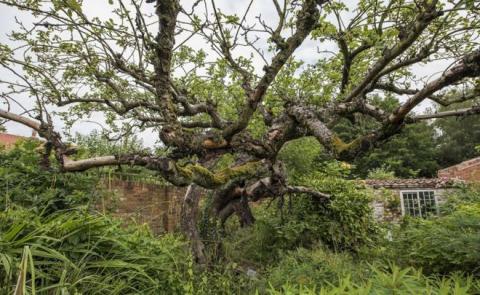 Bramley tree Bramley tree