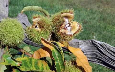 chestnut chestnut