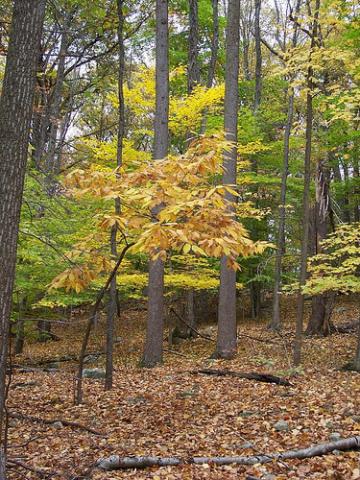 The iconic American chestnut tree is rebounding from virtual extinction, thanks to transgenic research funded by USDA’s National Institute of Food and Agriculture.