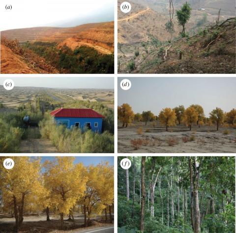 china tree loss china tree loss