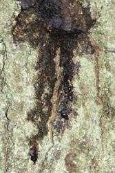 dark fluid oaks dark fluid, oaks