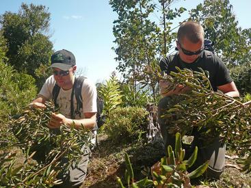 Collecting seeds in Chile Collecting seeds in Chile