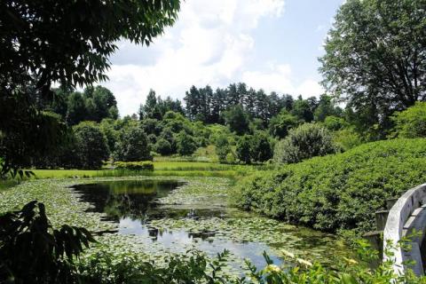 Cornell Plantations grounds with invasive species