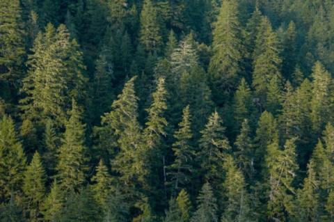 Douglas Fir Douglas Fir