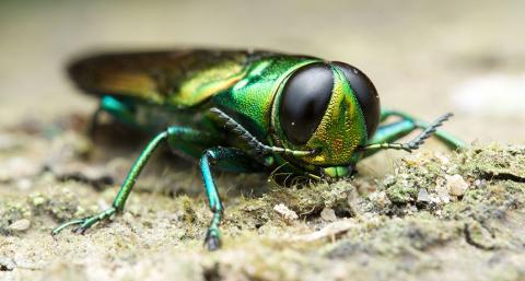 Emerald ash borer Emerald ash borer