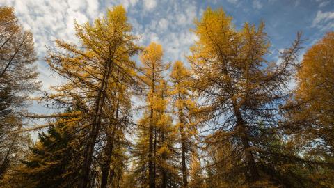 forest Forest