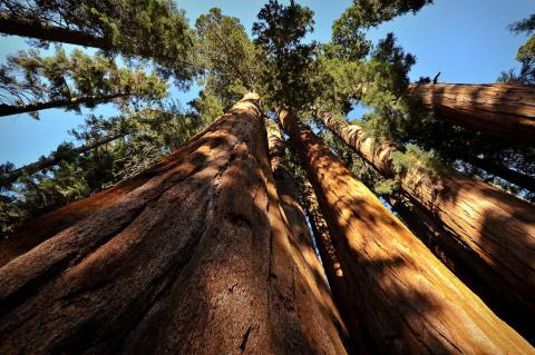 Giant sequoias in the Sierra Nevada range can grow to be 250 feet tall — or more.
