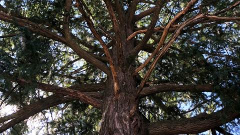 A rare mature torreya on a street in Madison, Florida, which appears to be unaffected by a fungal blight that has wiped out nearly the entire species. Jason Smith