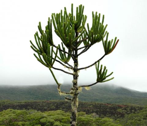 Monkey puzzle tree Monkey puzzle tree