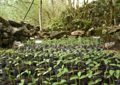 Magnolia seedlings Magnolia seedlings