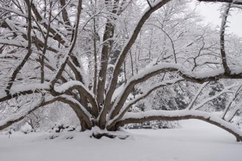 Winter snow on trees at Morris Arboretum