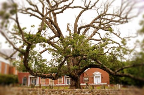oldest oak oldest oak
