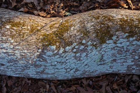 Horizontal tree, by Sam Moore
