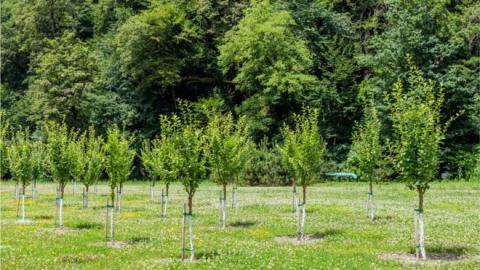 trees trees
