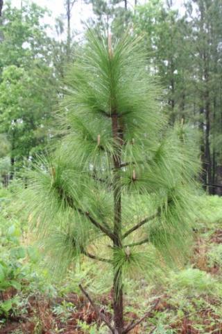 Pinus-palustris-Long-Leaf- Pinus-palustris-Long-Leaf-