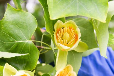 Polly Hill Tulip poplar flower Polly Hill Tulip poplar flower