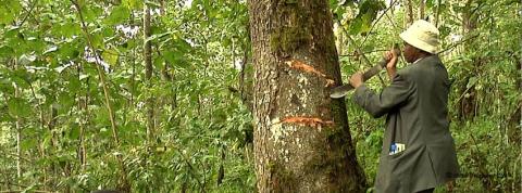 Prunus-africanus Prunus-africanus