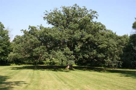 Oaks in North America have more biomass and number of species than any other tree group.