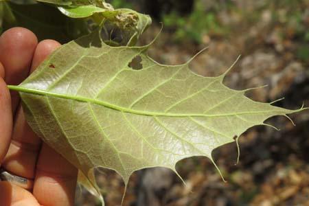 oak leaf oak leaf