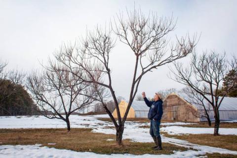 Robert Perkins stands under one of his red reliance peach trees at Autumn View Farm in Pittsfield