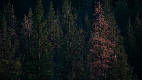 Dead and dying trees dot the lush landscape along the Merced River in March 2015. (Robert Gauthier / Los Angeles Times)