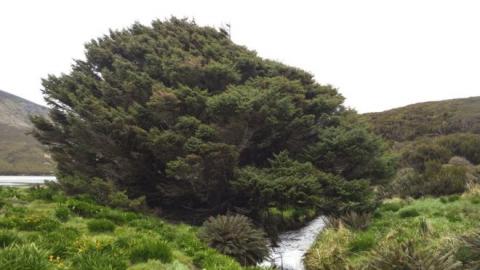Sitka spruce by PAVLA FENWICK
