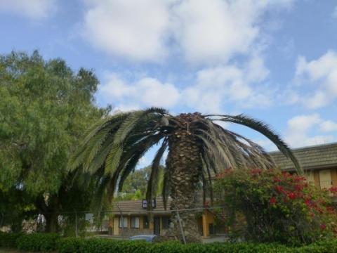 South American palm South American palm