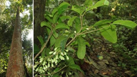 Syzygium galanthum Syzygium galanthum