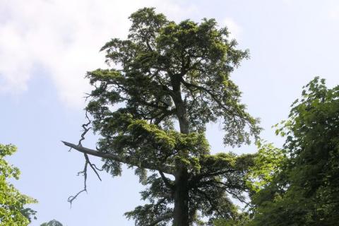 The Ulleungdo hemlock (Tsuga ulleungensis) has been found to be a new species, with some potentially valuable attributes. Photograph my Peter Del Tredici