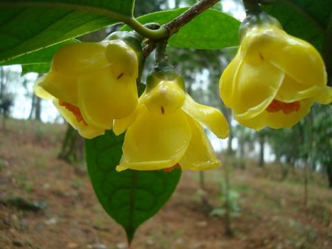 Theaceae Theaceae