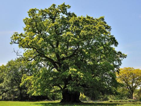 850 year old ancient oak 850 year old ancient oak