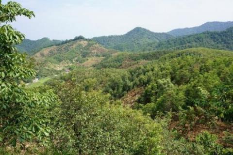 This is a tree diversity experiment BEF-China, September 2016. Credit: Goddert von Oheimb
