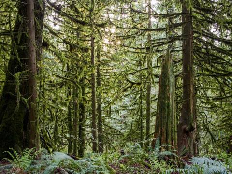 Scientists at the University of Victoria say tree-ring data suggest coastal regions of southern British are likely to be hit by severe droughts. A forest of Western red cedar and western hemlock tower over western sword ferns and spiny wood ferns near Bridal Veil Falls located east of Chilliwack. Ric Ernst