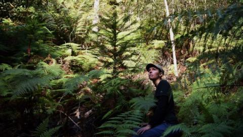 Dr Hiedi Zimmer in a secret grove of translocated Wollemi Pines. Photo: Nick Moir