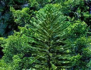 Wollimi pine Wollimi pine