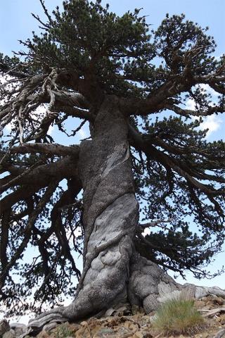 Adonis, a Bosnian pine, has been accurately dated to be a minimum of 1,075 years old. (Photo: Dr. Oliver Konter, Mainz)
