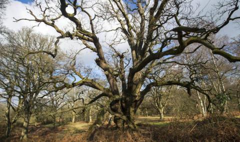 ancient oaks ancient oaks