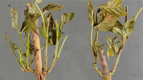 ash dieback ash dieback