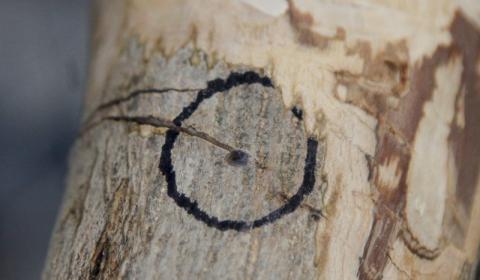ash borer ash borer