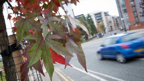 Trees in the city