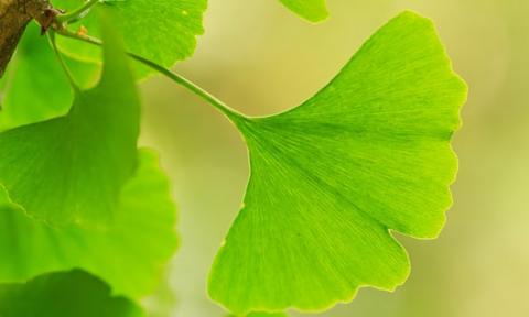 Ginkgo tree Ginko tree