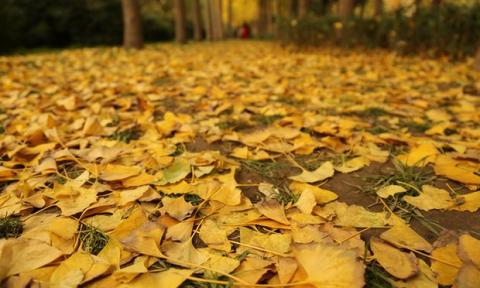 Ginkgo Ginkgo