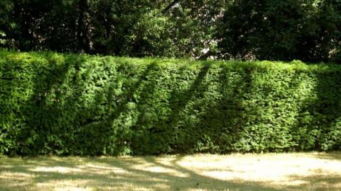 hedges hedges