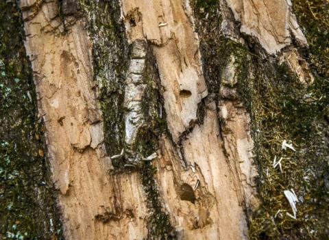 Montgomery county parks officials battle an attack of emerald ash borer beetles that are decimating trees, on January, 12, 2016 in Kensington, MD. Pictured, detail of a ruined tree showing the hole used by the beetle to leave the tree. (Photo by Bill O’Leary/The Washington Post)