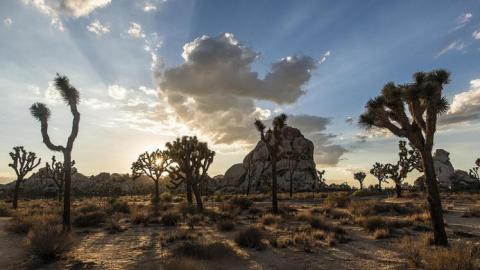 In Joshua Tree National Park | Photo: Christopher Michel, some rights reserved