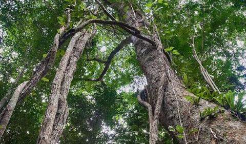 Fast-growing liana vines climb up and choke back new tree growth. (Paul Godard via Flickr)